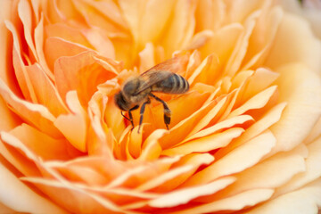 bee on yellow flower