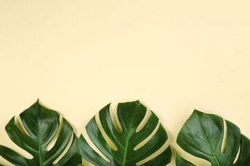 Fototapeta na wymiar Green tropical monstera leafs on beige background