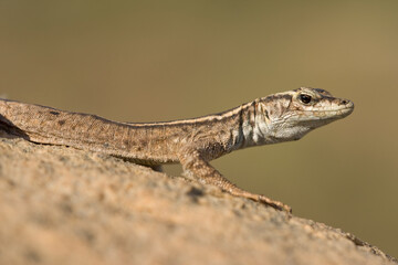 Augrabies Flat Lizard, Augrabies Falls National Park, South Africa