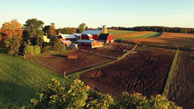 Establishing shot of Midwestern Countryside in the Fall season, view from above. Farm at Harvesting time, ripe corn field, herd cows grazing. Autumn Rural landscape. Sunny morning, golden hour