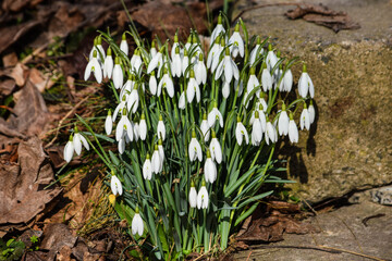 snowdrop 