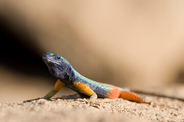 Augrabies Flat Lizard, Augrabies Falls National Park, South Africa