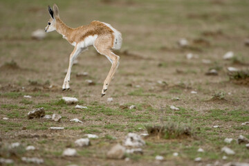 Springbok, Etosha Pan, Etosha National Park, Namibia