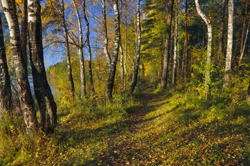 Obraz premium Beautiful landscape in autumn birch grove. Autumn, yellow birch forest, nature autumn landscape.