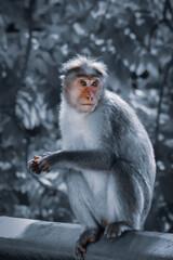 a long macaque