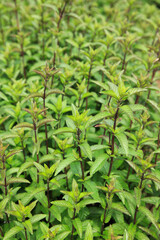 ブラックペパーミント