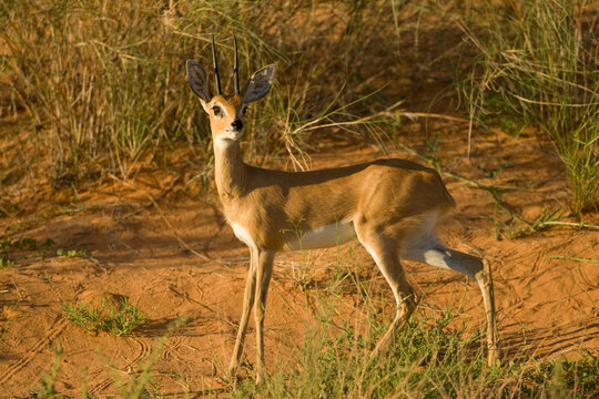 Springbok, Kgalagadi Transfrontiere Park, South Africa