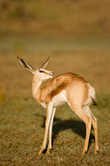 Springbok, Kgalagadi Transfrontiere Park, South Africa