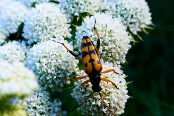 Spotted longhorn beetle (Rutpela maculata) on Apiaceae family flower.