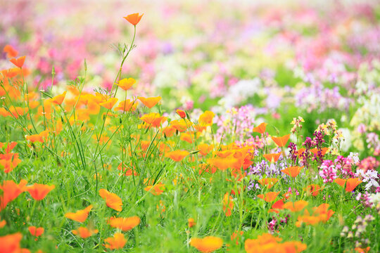お花畑 の画像 227 457 件の Stock 写真 ベクターおよびビデオ Adobe Stock