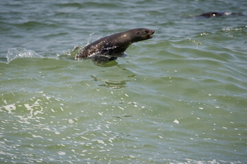 Fototapeta premium Southern Fur Seal in Wave, Cape Cross Seal Reserve, Namibia