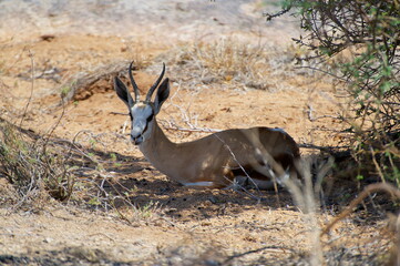 Naklejka premium antelope in the african savannah