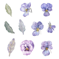 Watercolor hand-drawn set of pansies and leaves on a white isolated background. 