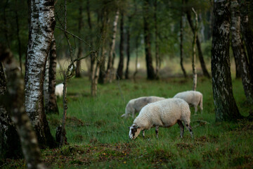 Fototapeta premium Sheep grazing in a birch forest at early morning sunrise