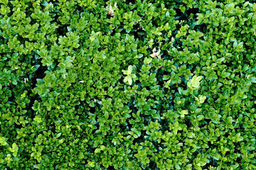 Green foliage background and texture.