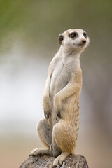 Fototapeta premium Meerkat Watching for Predators, Keetmanshoop, Namibia
