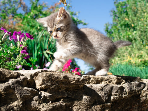 Portrait of little grey kitten with blue eyes. The cat plays in spring garden