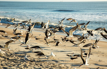 Flock of black skimmers in flight over the beach on Amelia Island, Florida