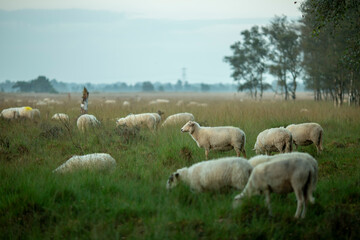 Fototapeta premium Sheep grazing in heather moorland landscape field at sunrise on an overcast day with a forest in the background 
