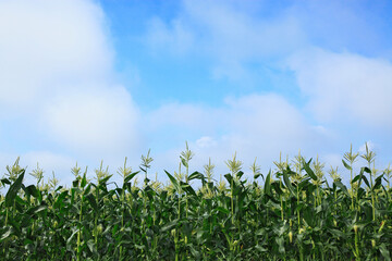 Obraz premium トウモロコシ畑
