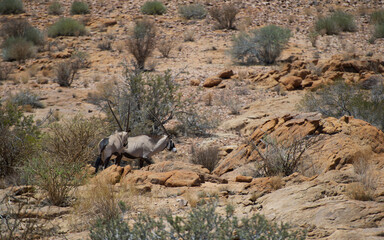 Gemsbok in the african savannah