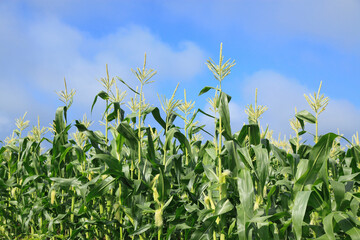 トウモロコシ畑