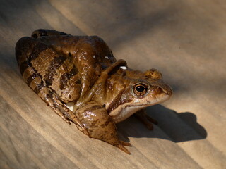European common frog (Rana temporaria) - frog sitting on brown cartonboard paper