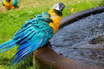 Portrait of the blue-and-yellow macaw (Ara ararauna) drinking water in a fountain. In portuguese 