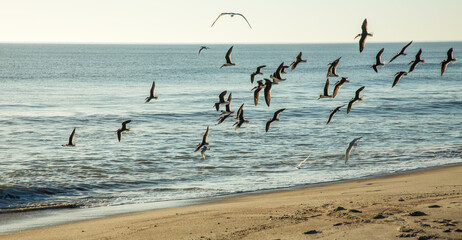 Fototapeta na wymiar Flock of black skimmers in flight over the beach on Amelia Island, Florida