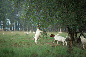 Browsing And Foraging Goats Grassland