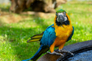 Portrait of the blue-and-yellow macaw (Ara ararauna). In portuguese 