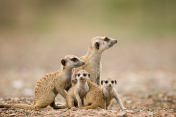 Fototapeta premium Meerkat Pups with Adults, Namibia
