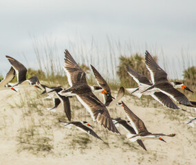 Flock of black skimmers in flight over the beach on Amelia Island, Florida