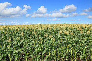 トウモロコシ畑