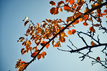Tree branch with bright orange autumn leaves on blue sky background.