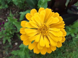 yellow flower in the garden
