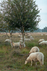 Sheep grazing in heather moorland landscape at sunrise on an overcast day with birch trees in the background