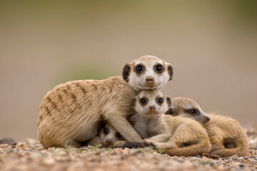 Meerkat with Pups, Namibia