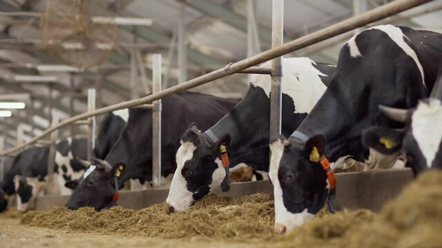 Panning medium shot of group of dairy cows with ear tags eating hay standing in livestock stalls in large farm cowshed