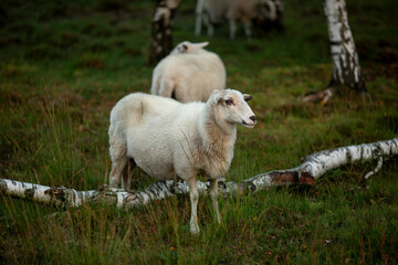 Fototapeta premium Sheep standing over a fallen birch tree in moorland looking off to the side