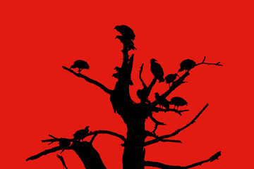 Silhouette of a dead tree full of vultures against a red background