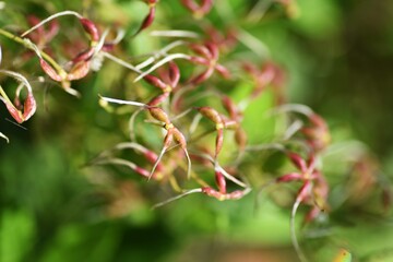 Sweet autumn clematis after flowering