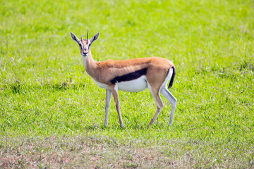 Thomson's gazelle