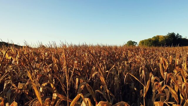 stablishing shot of Midwestern Countryside in the Fall season, view from above. Farm at Harvesting time, ripe corn field. Autumn Rural landscape. Sunny morning, golden hour