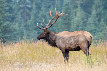 A large bull elk in side profile showing his very nice antlers