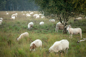 Fototapeta premium Heather moorland landscape with a herd of sheep grazing at misty sunrise on an overcast day with a birch tree and forest in the background