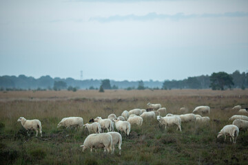 Wide landscape view of heather moorland with a flock of sheep grazing at sunrise on an overcast day with a forest in the background