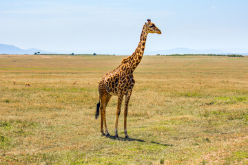  The terrestrial animal on the planet