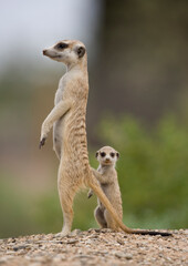 Meerkat and Pup, Namibia