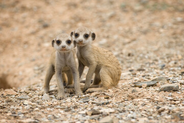 Fototapeta premium Meerkat Pups, Namibia
